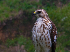 Buteo platypterus
