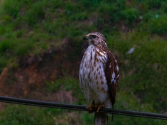 Buteo platypterus