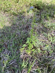 Lobelia feayana image