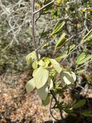 Asimina reticulata