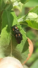 Polemius denticornis