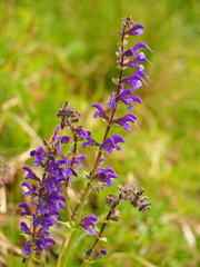 Salvia pratensis