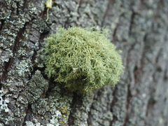 Usnea
