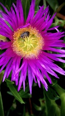 Carpobrotus acinaciformis