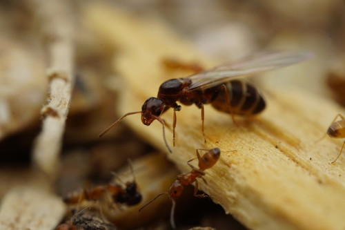 High Noon Ant photo 3