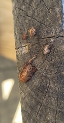 Fungi