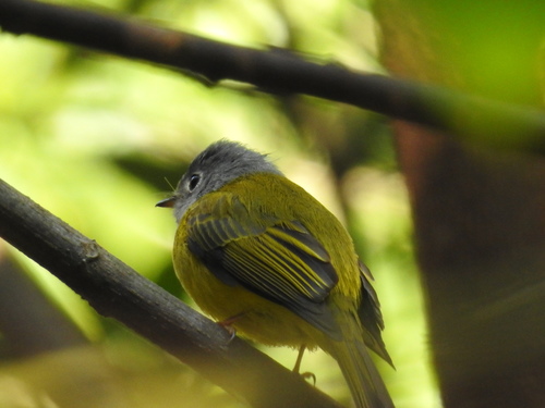 Culicicapa ceylonensis