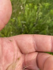 Rhynchospora thornei