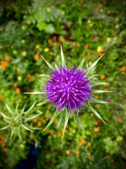 Silybum marianum