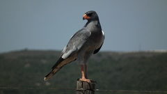 Melierax canorus canorus