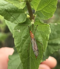 Nephrotoma suturalis