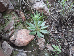 Echeveria platyphylla