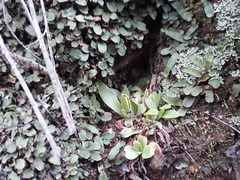 Echeveria platyphylla