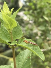 Nephrotoma suturalis