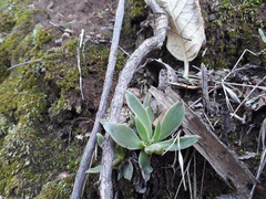 Echeveria platyphylla