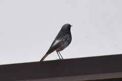 Phoenicurus ochruros
