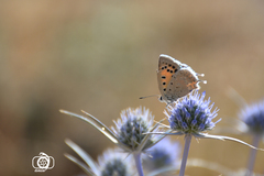 Lycaena thetis