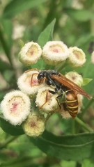 Polistes billardieri