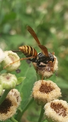 Polistes billardieri