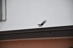 Phoenicurus ochruros