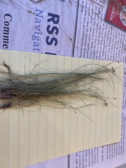 Rhynchospora thornei