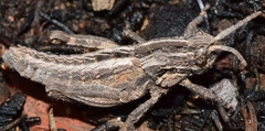 Eumigus cucullatus