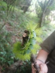 Automeris coresus