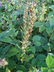 Pedicularis sibthorpii