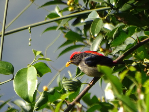 Dicaeum cruentatum
