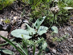 Psephellus paucilobus