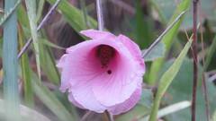 Hibiscus capitalensis