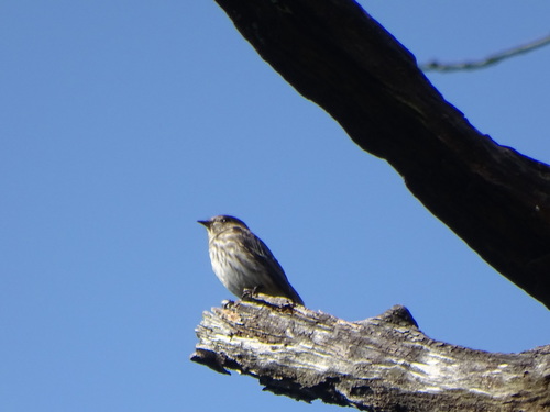 Muscicapa griseisticta