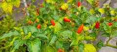 Capsicum annuum