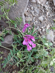 Vicia alpestris