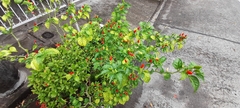 Capsicum annuum