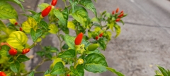 Capsicum annuum