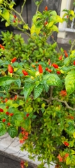 Capsicum annuum