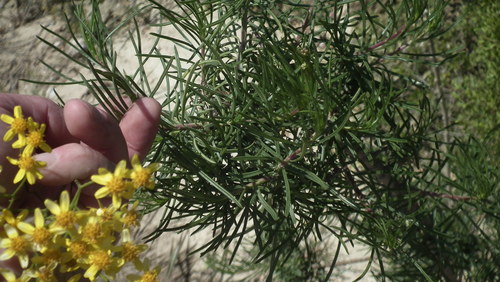 Image of Thread Ragwort (Senecio linifolius) by (c) Shaun Swanepoel, some rights reserved (CC BY)