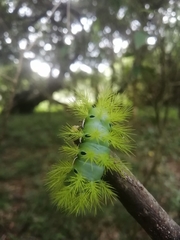 Automeris coresus