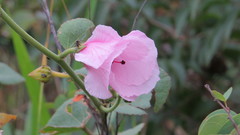 Hibiscus capitalensis