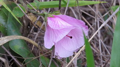 Hibiscus capitalensis