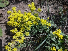 Odontarrhena muralis