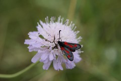 Zygaena sarpedon