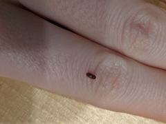 Coleoptera