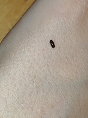 Coleoptera