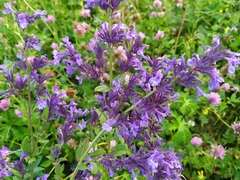 Nepeta grandiflora