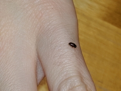 Coleoptera
