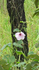 Pavonia grandiflora