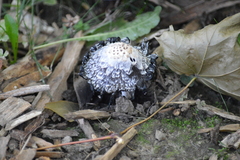 Coprinus comatus
