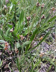 Plantago caucasica